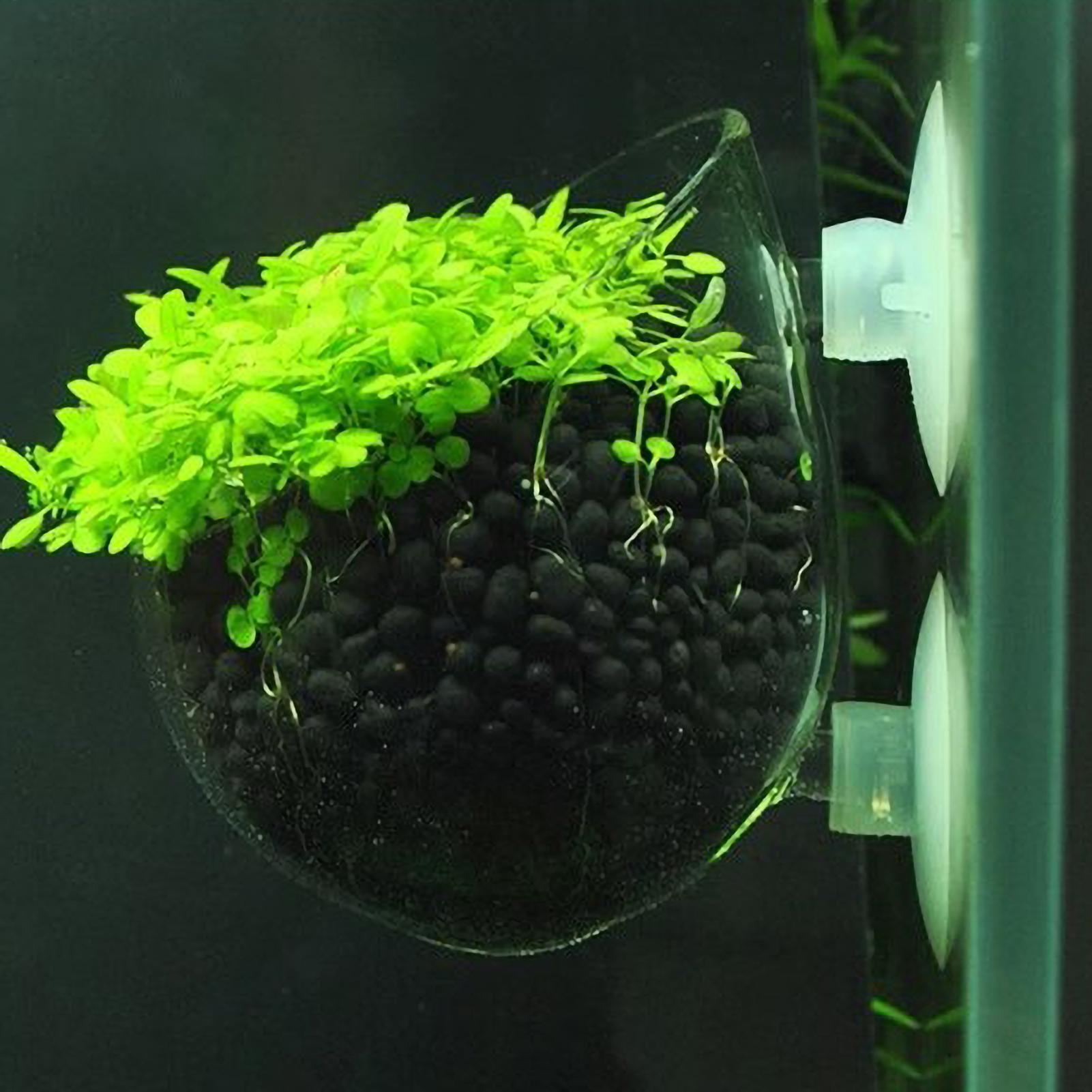 Aquarium Plant Holder Glass Aq - огляд і ціна Live Plant Aquarium