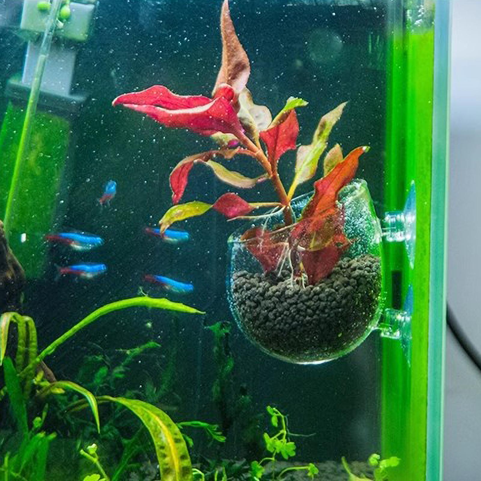 Aquarium Plant Holder Glass Aq - огляд і ціна Live Plant Aquarium