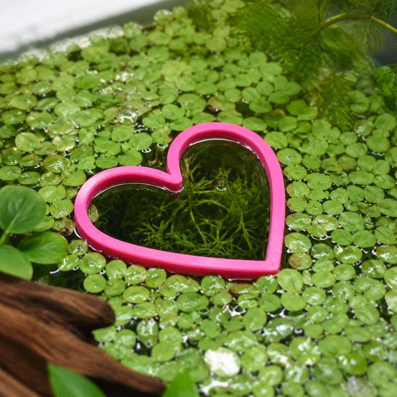 Heart Shaped Floating Fish Fee - огляд і ціна Aquarium Fertilizer