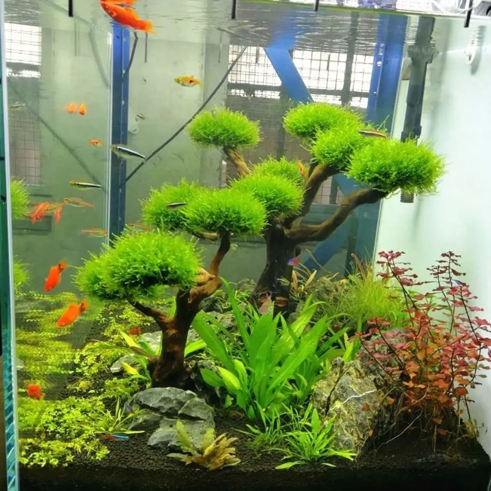Aquarium Driftwood Landscaping - огляд і ціна Aquarium Driftwood